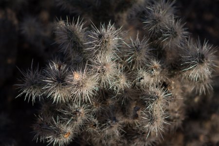 In de woestijn zijn allerlei cactussen te vinden